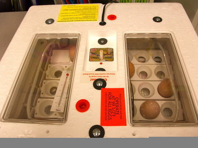 Image: Incubator for chicken eggs — There are just a few eggs left to hatch.
