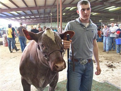 Image: Kyle is calm — Kyle Wilkins gets ready to enter the show area with his steer.