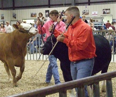 Image: Old pros — Clayton Campbell and Robert Sparks escort their steers around the show ring.