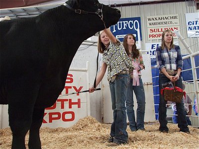 Image: No worries — Bailey Eubank is in complete control of her larger then life, Reserve Grand Champion steer during the sale.