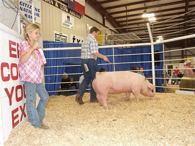 Image: Aaron’s at work — Alex Jones displays Aaron Pittmon’s ribbons while he shows his hog around the sale ring.