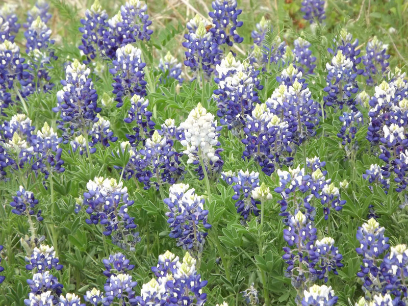 Image: One lone white bluebonnet — A rare albino bluebonnet stands out among the crowd.  You can see these and many other wildflowers driving around Ennis on the Bluebonnet Trail.