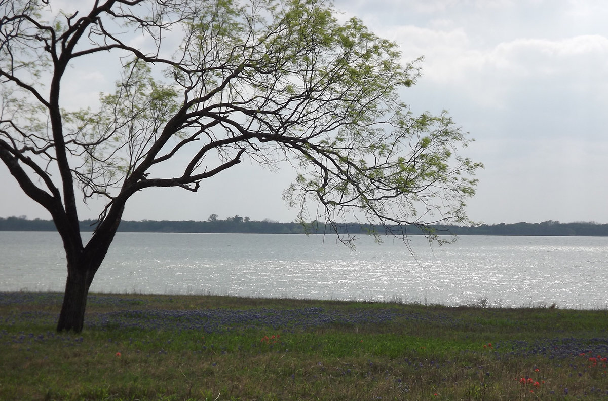 Image: Bluebonnets grow next to the water — The bluebonnets and indian paintbrushes nestle up to the bank of Bardwell Lake at Mustang Park.