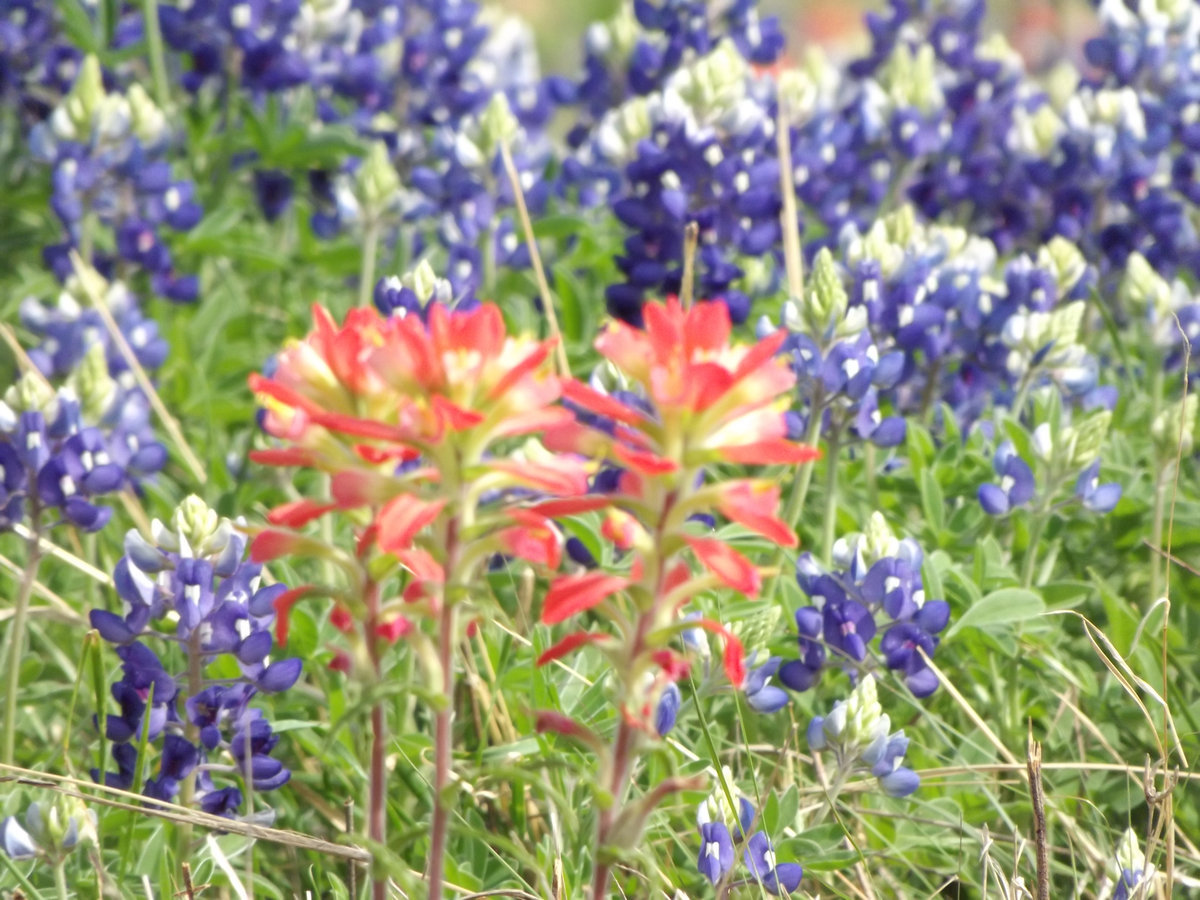 Image: Indian Paintbrush nestled amongst Bluebonnets