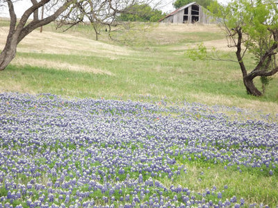 Image: Old barn and the bluebonnets — There is so much beauty captured in an old barn and meadows of bluebonnets.
