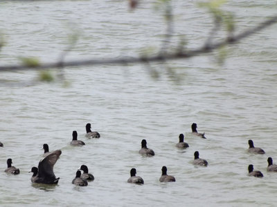 Image: They’re back! — The wild ducks are back from their wintering place and enjoying their swim at the Bardwell Lake.