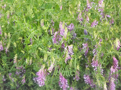 Image: Can you identify this flower? — Photographed along the roadside in Ennis, this is a wildflower called Vetch.