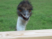 Image: Travel to Glen Rose — This emu is at Fossil Rim, an 1800 acre scenic drive-thru wildlife park in Glen Rose.