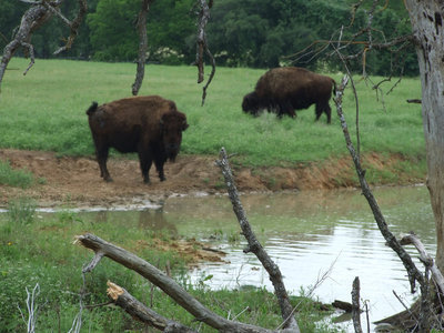 Image: Tatonka — Buffalo run freely in this wildlife preserve.