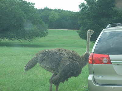 Image: What are you eating — There are several ostrich running around.  Be careful and don’t leave your window down for too long.  They are very curious.