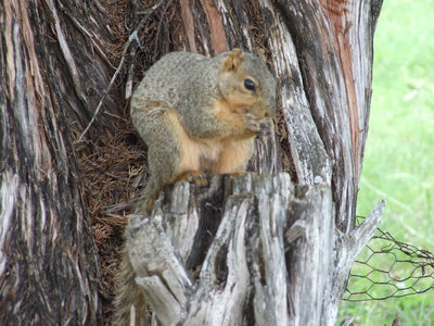Image: Squirrel time — The squirrels are not tame but they will stand still long enough for a picture.