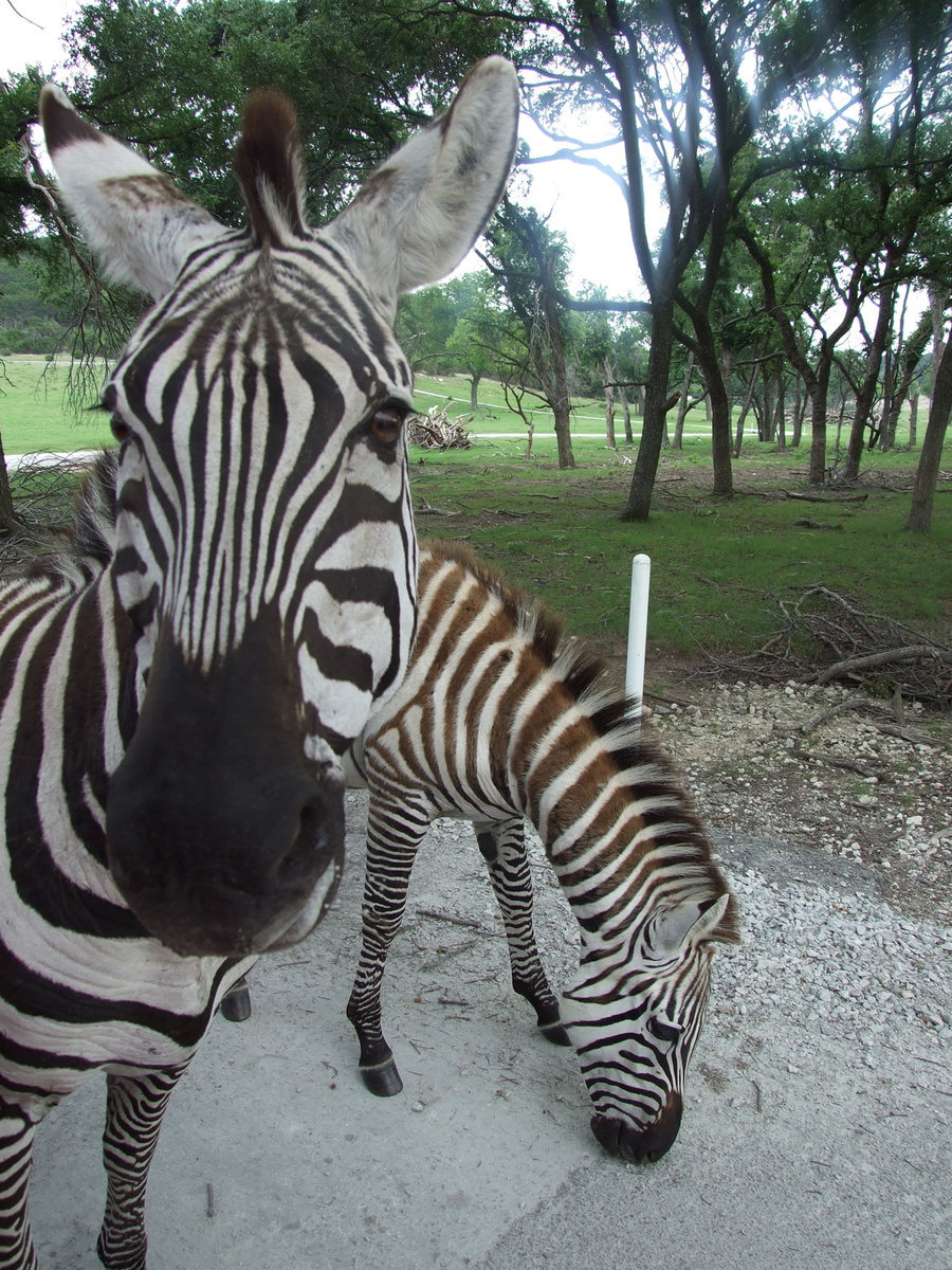 Image: Zebras are hungry too — Grant’s Zebra can run up to 40mph.  They are born with brown stripes that darken into black as they get older.