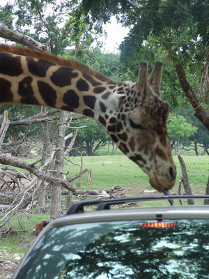 Image: How long is your tongue — Fossil Rim office encourages feeding the giraffes.