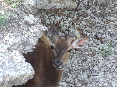 Image: Hiding out — This deer was hiding behind a cave rock.
