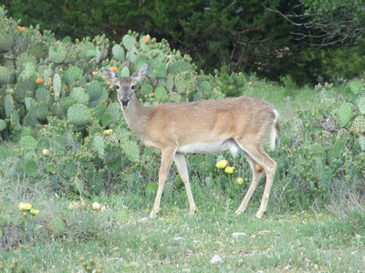 Image: Cactus, anyone — There are several types of deer at Fossil Rim.