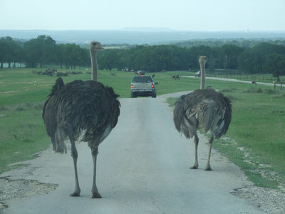 Image: Can we go home with you — The ostrich are still hungry and will follow you to the gates.