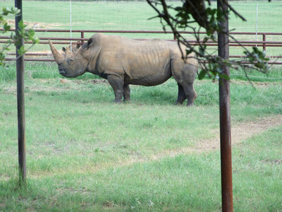 Image: Rhino — The Southern White Rhino usually lives in South Africa.  They are kept in a herd environment at Fossil Rim, as they would be in the wild.