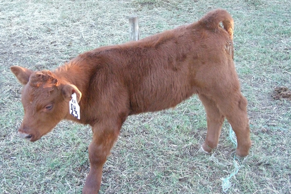 Image: Little Red — This little guy has been added to the list of auction items.  The auction begins at 7 p.m. at the First United Methodist Church located at 124 Harpold in Italy.