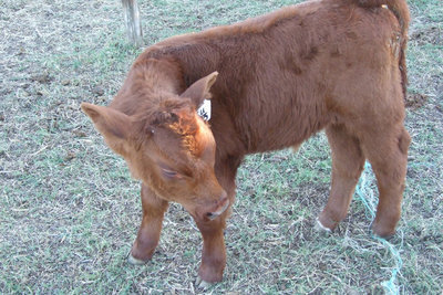 Image: Red Angus Cross — Tommy Morrison and Larry Eubank have donated this little calf in honor of Freddie Eubank of Whitney.