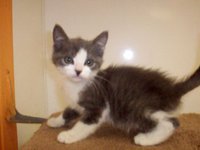 Image: Aaron — Cute little Aaron really needs a home!