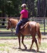 Image: Chuck and rider — Chuck is a gentle three-year-old gelding, ready to ride.