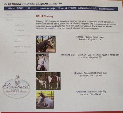 Image: Bluebonnet Equine Humane Society — Horses available through the Bluebonnet Equine Humane Society