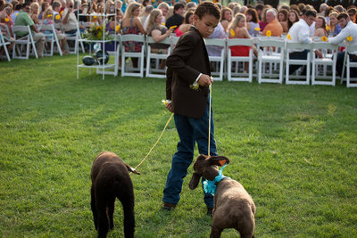 Image: The bride’s cousin, Aidan, brings the lambs to the wedding.