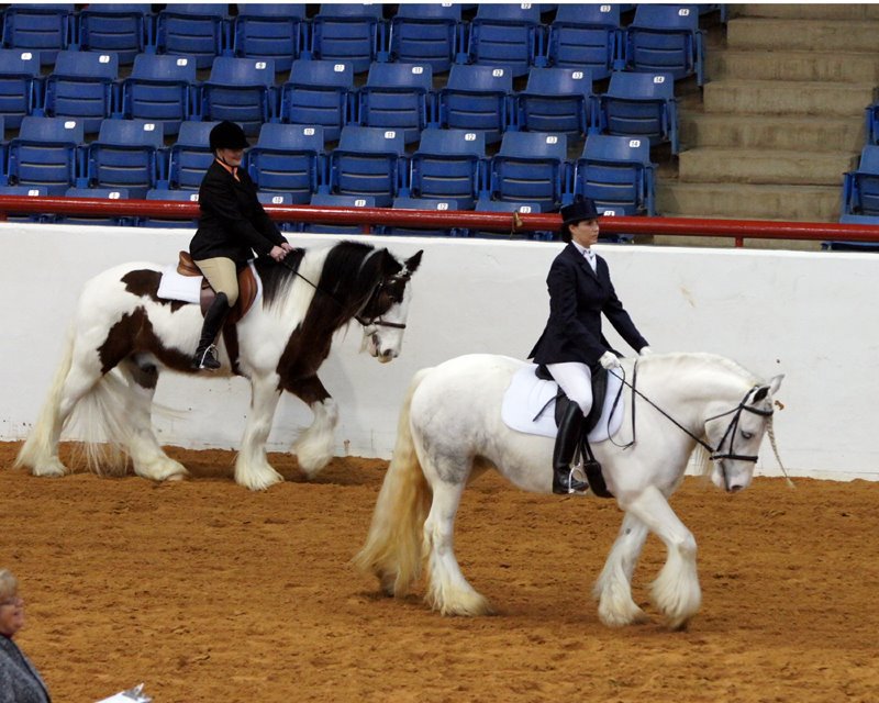 Image: Horse Feathers Darby and Hinz (spotted) were the Reserve World Champion English Walk Trot horse. Photo by Bob Brown.
