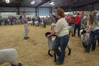 Image: The lamb judge studies the class during the contest.