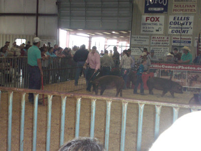 Image: Aaron works his hog to get it out into the judges view.
