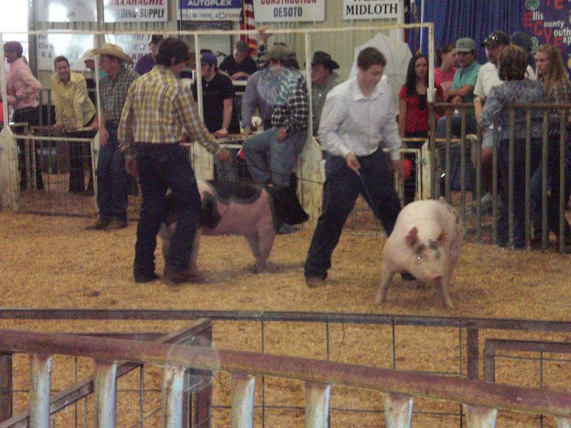 Image: Austin Pittmon exhibits his hog at the Ellis County Youth Expo.