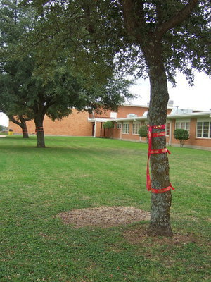 Image: The school yard trees had red ribbons for “Red Ribbon Week.”