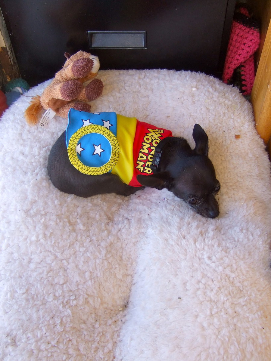 Image: Lisa Marie (therapy dog) is decked out as Wonder Woman.