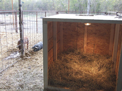 Image: New pig houses constructed by Ag 101 in 3 days.
