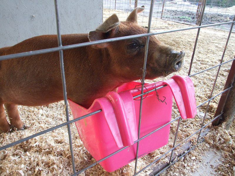 Image: Gypsy is enjoying her new pen, the new water system and the food too.