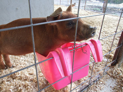 Image: Gypsy is enjoying her new pen, the new water system and the food too.