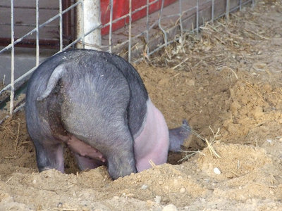 Image: This little piggie is not trying to leave.  She is just looking at the new foundation.