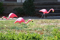 Image: Who will be flocked next?!
