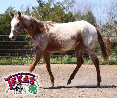 Image: The yearling POA filly has been donated by Texas POA Hall of Fame Member, Norm Stevenson.