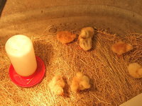 Image: Beautiful baby chicks.