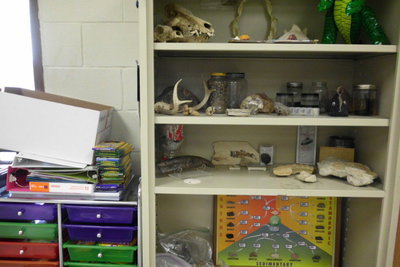 Image: Mrs. Thompson’s display of fossils, scorpions and animal skulls allows the students to “touch” science first hand.