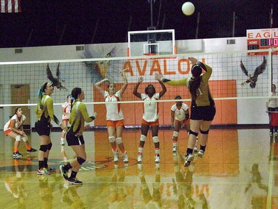 Image: Paige Westbrook(11) goes up for the smash.